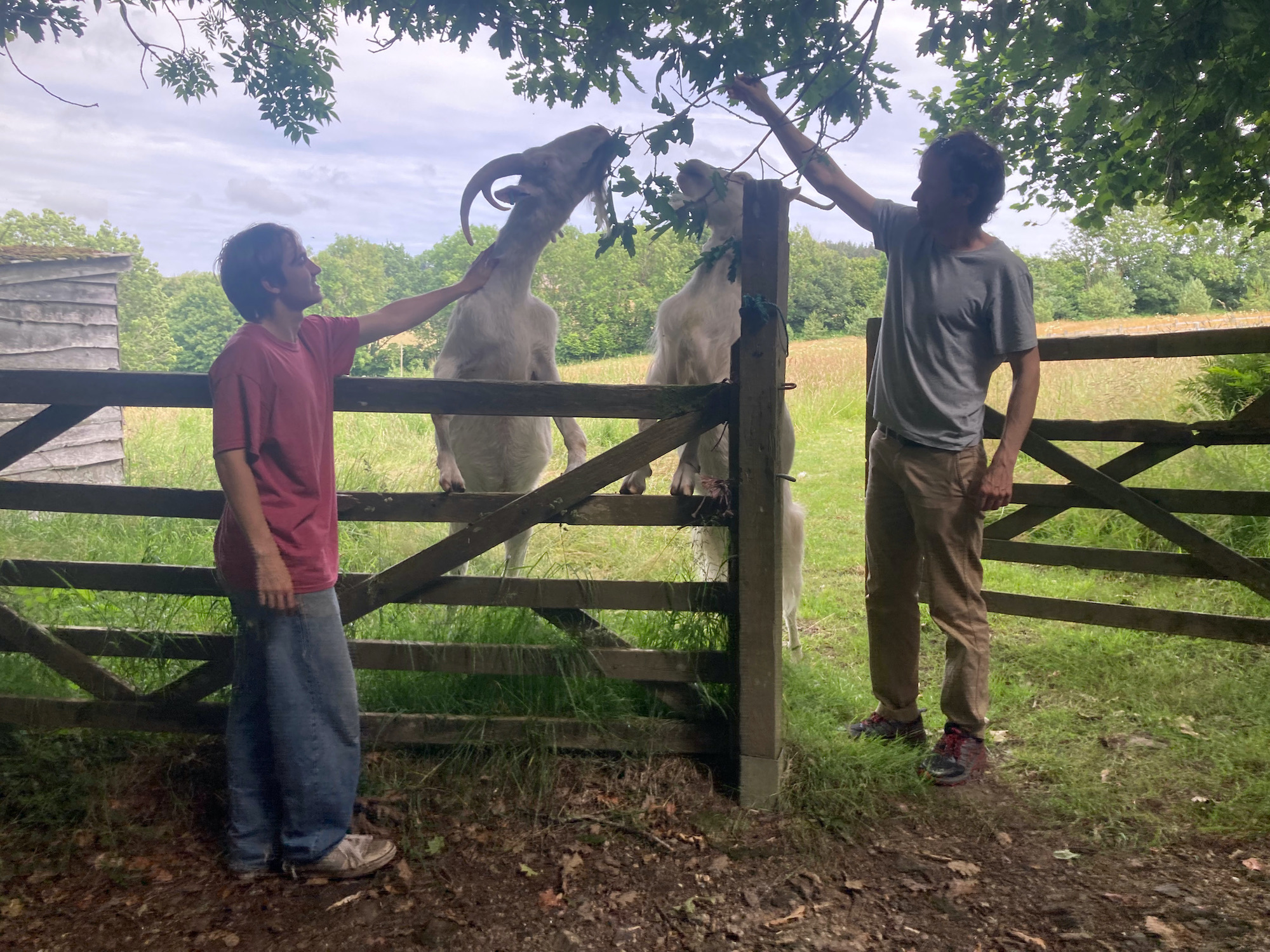 goats-on-gate